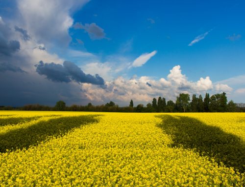 Challenges faced by persons who fled from Ukraine to Malta when trying to enrol children into State Schools  /  Проблеми, з якими стикаються особи, які втекли з України на Мальту, намагаючись зарахувати дітей до державних шкіл